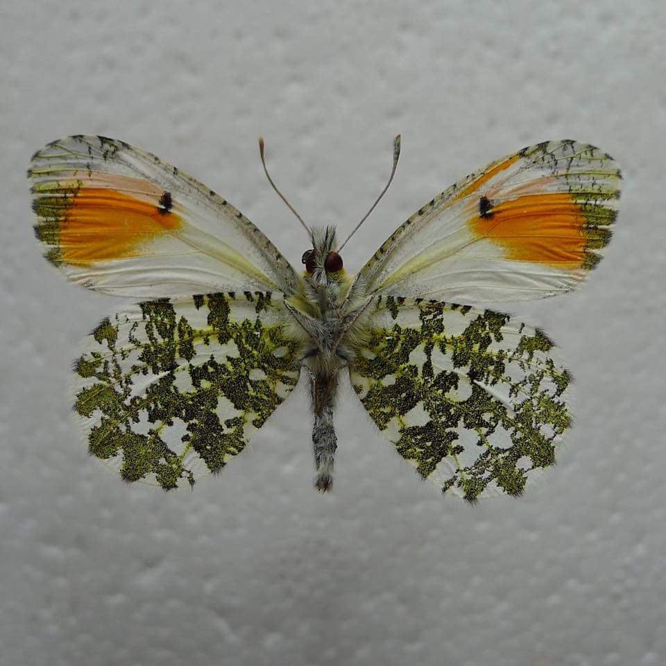 Anthocharis cardamines (verso, mosaic gynandromorph,4-19-2015, Lancashire. UK) (Internet Image property of respective owner, non-commercial use only)
